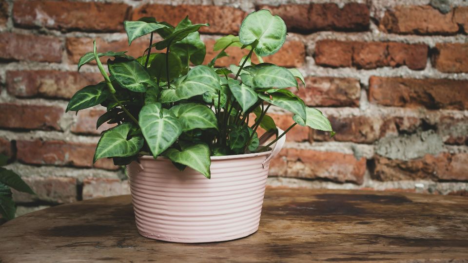 nyillevel Syngonium podophyllum 3