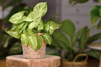 Egy szép nyíllevél (Syngonium podophyllum) növény, zöld levelekkel, fonott kosárban, természetes környezetben.