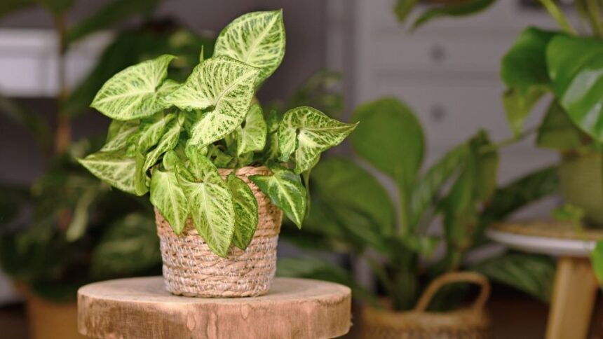 nyillevel Syngonium podophyllum