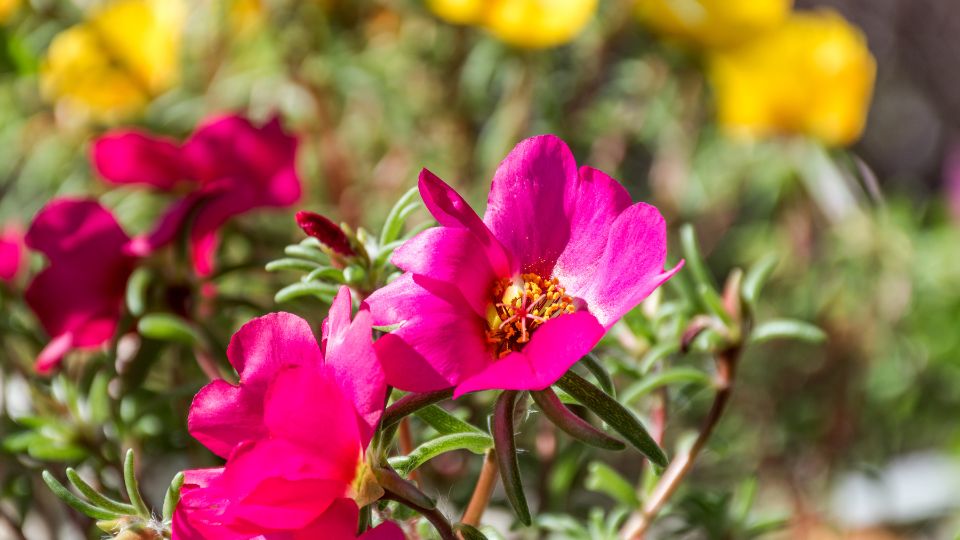 Porcsinrózsa, avagy Portulaca grandiflora