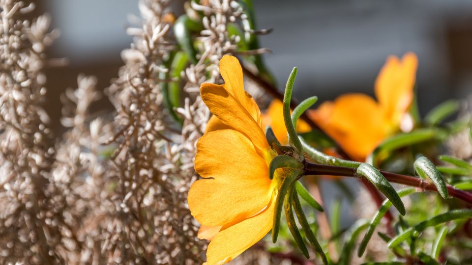 Porcsinrózsa, avagy Portulaca grandiflora