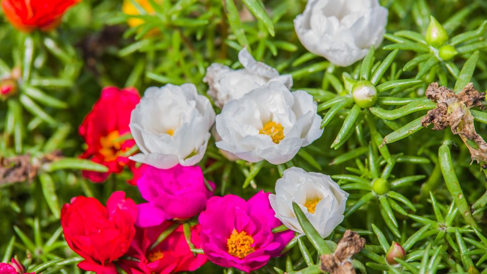 Porcsinrózsa, avagy Portulaca grandiflora