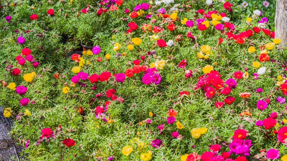 Porcsinrózsa, avagy Portulaca grandiflora