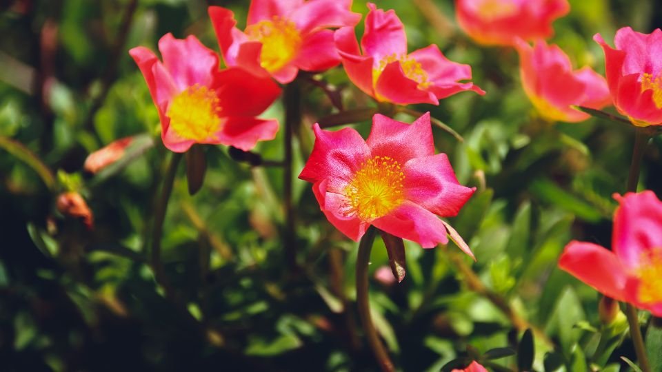 Színes porcsinrózsák virágai zöld levelek között, napfényben ragyognak.