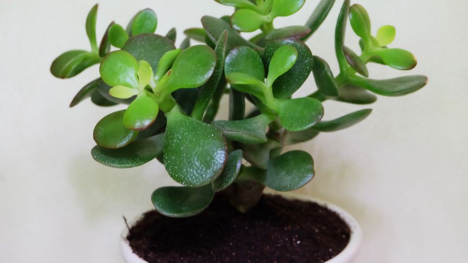 Pozsgafa vagy majomfa (Crassula ovata)