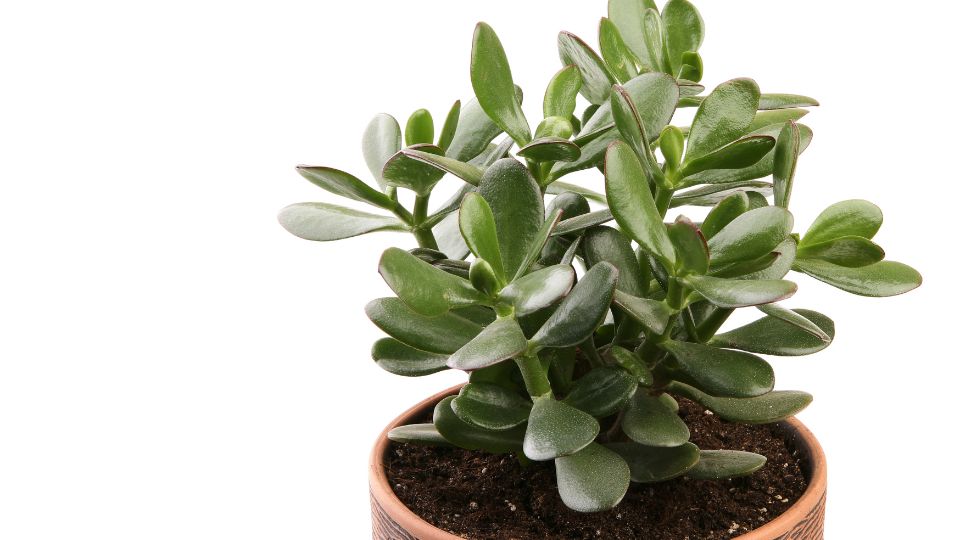 Pozsgafa vagy majomfa (Crassula ovata)