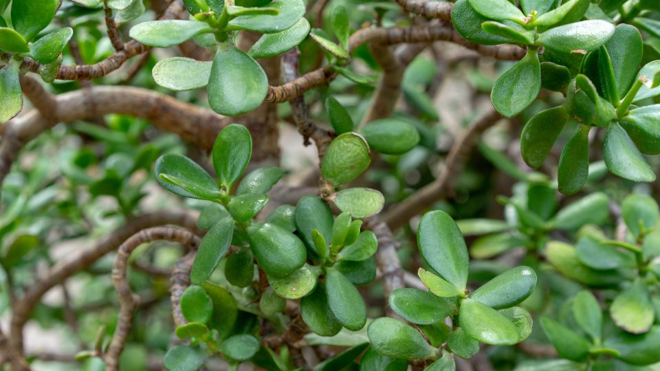 Pozsgafa vagy majomfa (Crassula ovata)
