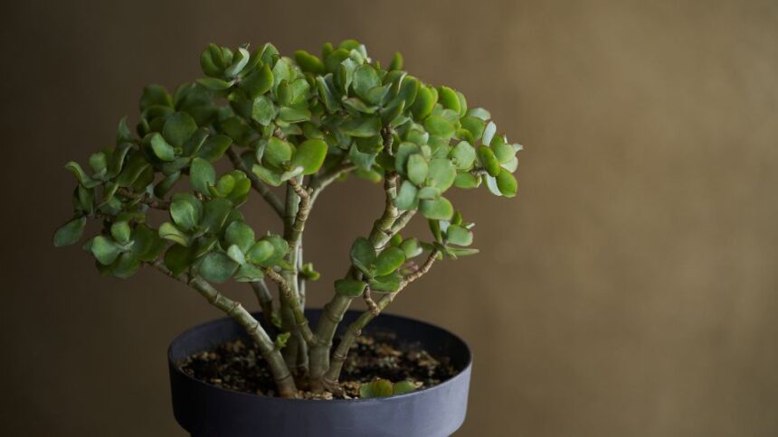 pozsgafa vagy majomfa Crassula ovata