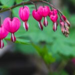 szivvirag Lamprocapnos spectabilis