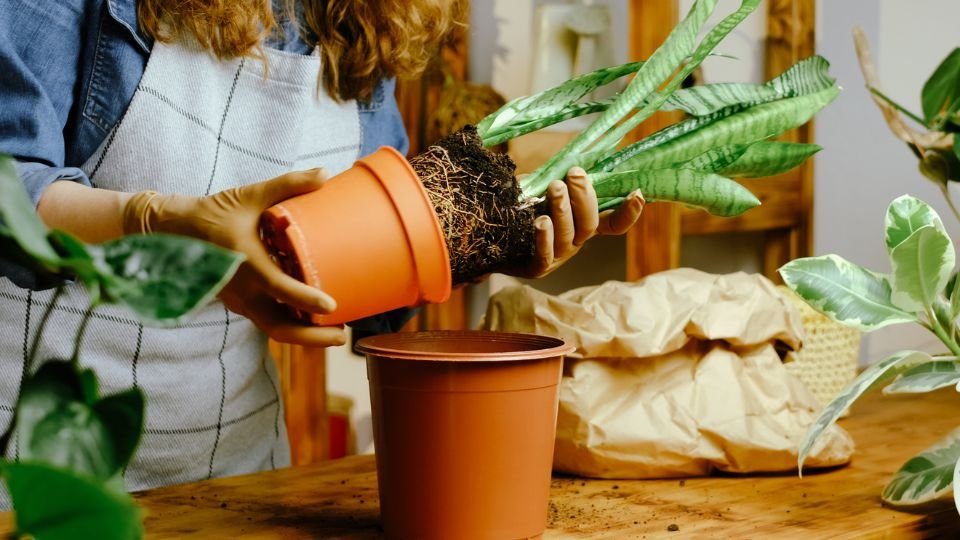 Egy nő szobanövényt ültet át, miközben a gyökereket tartja.