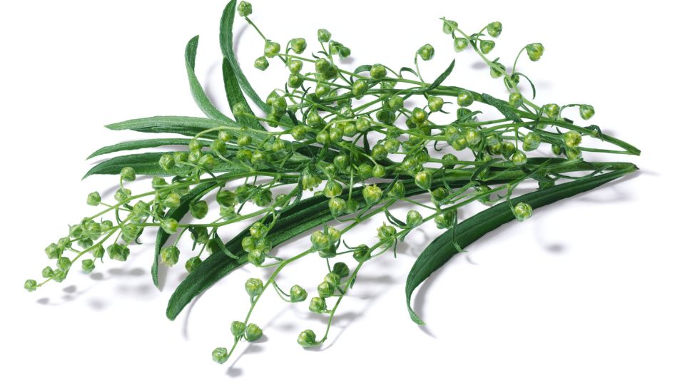 Tárkony (Artemisia dracunculus)