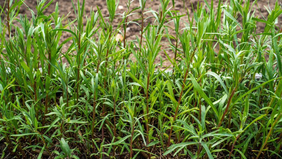 Tárkony (Artemisia dracunculus)