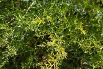 Friss tárkony (Artemisia dracunculus) zöld levelei, gazdag színvilággal.