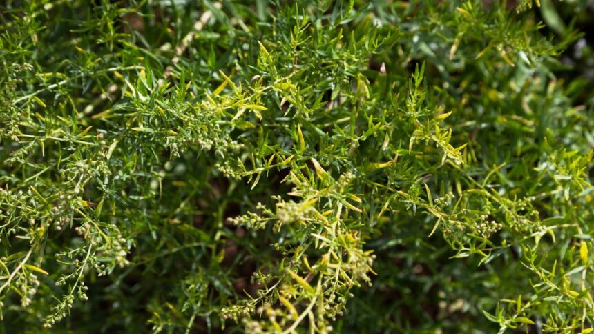 tarkony Artemisia dracunculus
