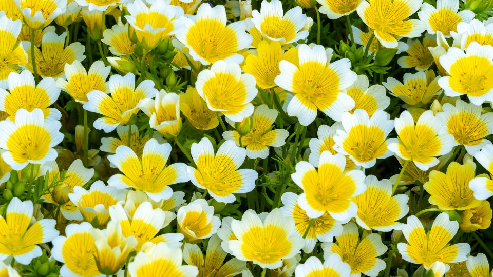 tojasvirag Limnanthes douglasii 1