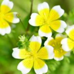 tojasvirag Limnanthes douglasii