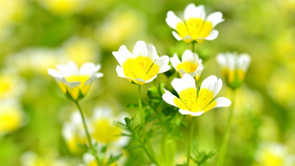 tojasvirag Limnanthes douglasii 2