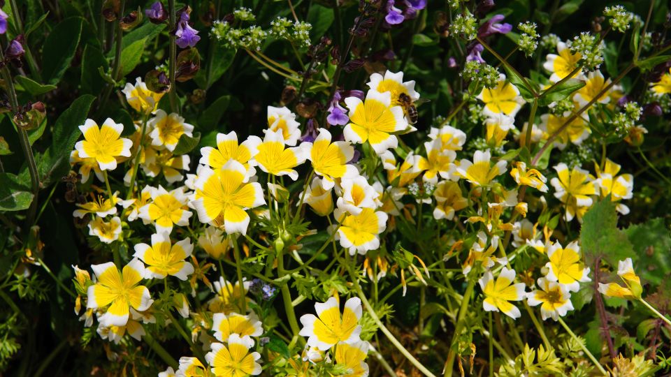 tojasvirag Limnanthes douglasii 3