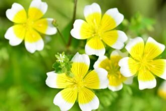 Több tojásvirág (Limnanthes douglasii) virág, sárga és fehér szirmokkal, zöld háttér előtt.