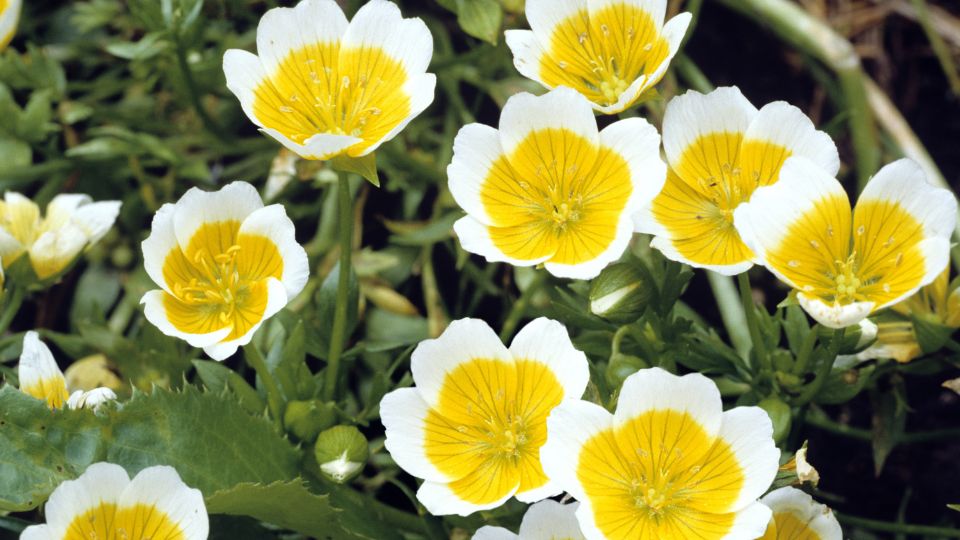 tojasvirag Limnanthes douglasii 4