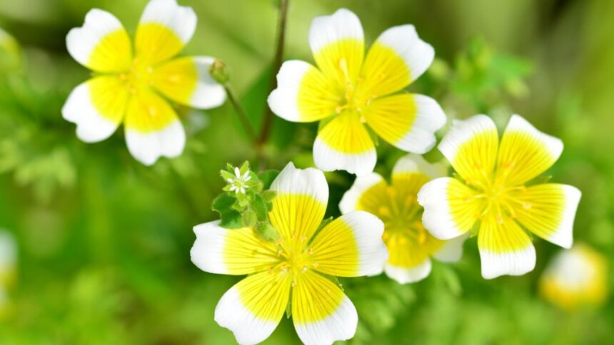 tojasvirag Limnanthes douglasii