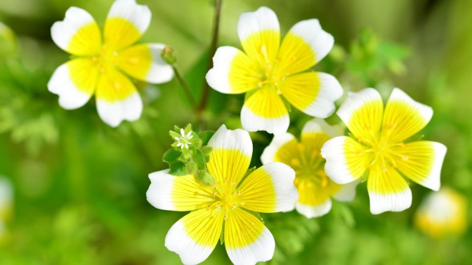 Több tojásvirág (Limnanthes douglasii) virág, sárga és fehér szirmokkal, zöld háttér előtt.
