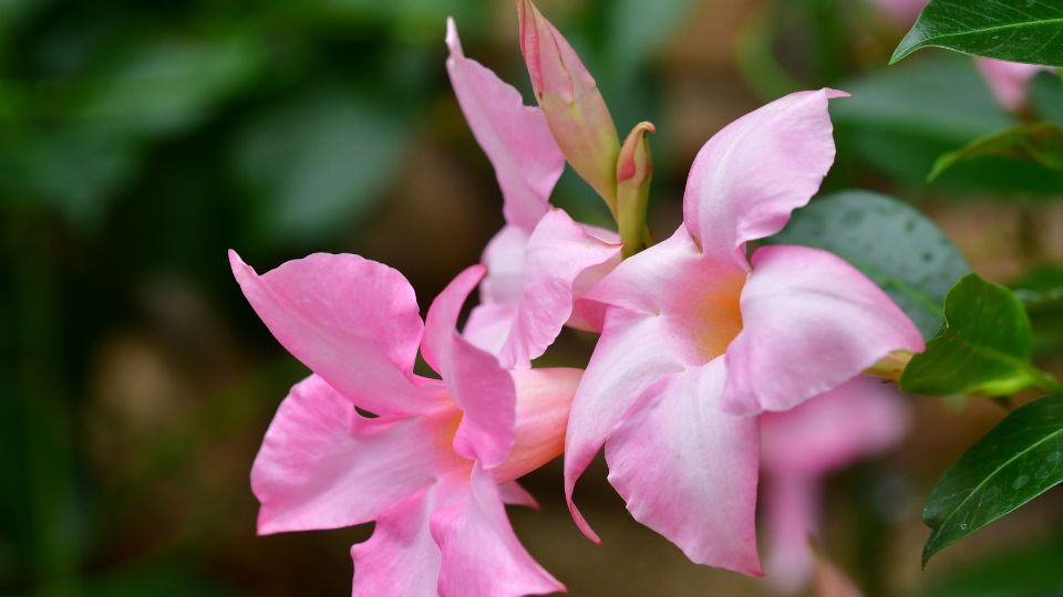 Tölcsérjázmin (Mandevilla)