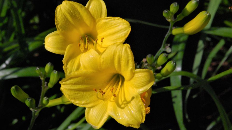 Tölcsérjázmin (Mandevilla)