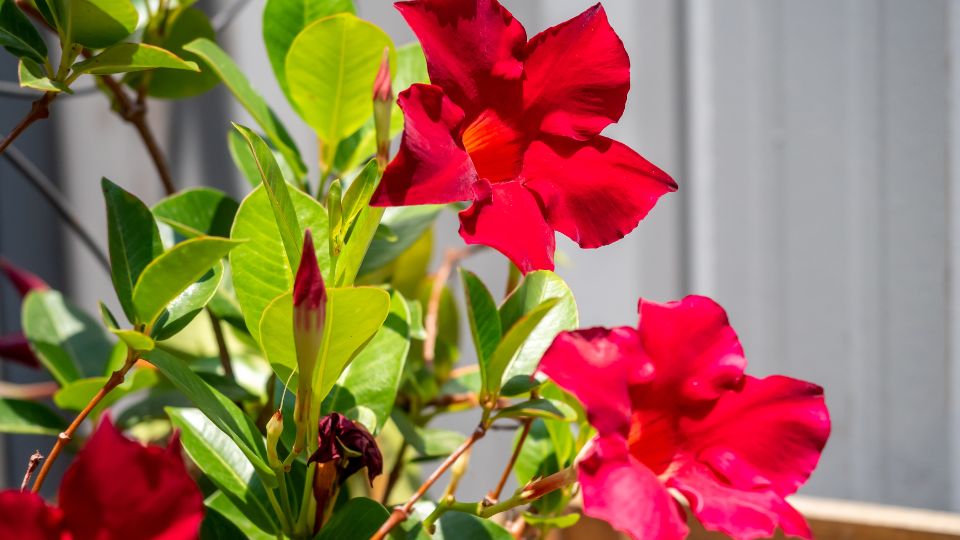 Tölcsérjázmin (Mandevilla)