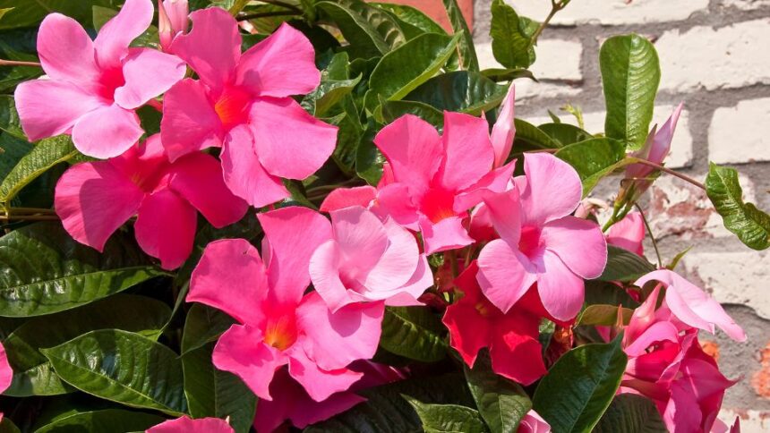 tolcserjazmin Mandevilla
