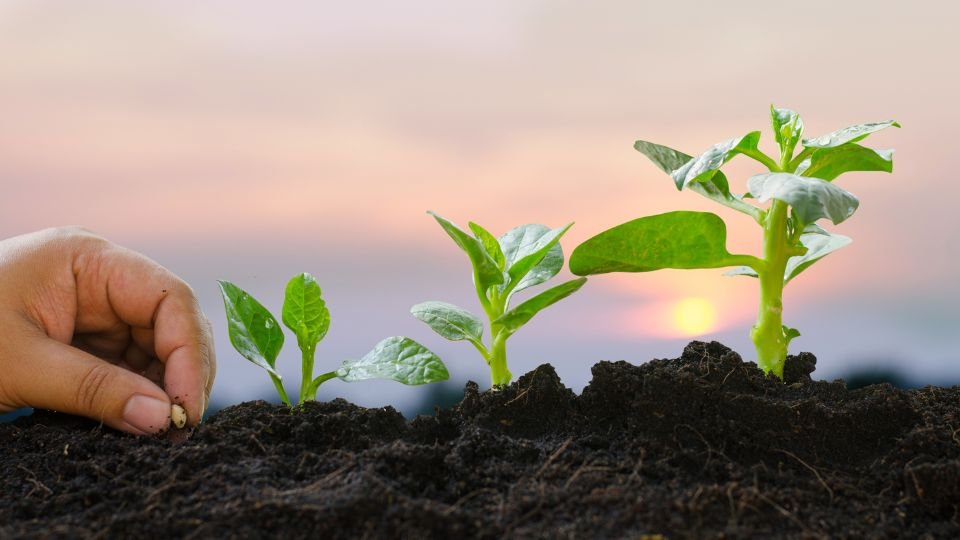 Egy kéz éppen magot ültet a földbe, mellette növekvő palánták láthatók, a háttérben naplemente.