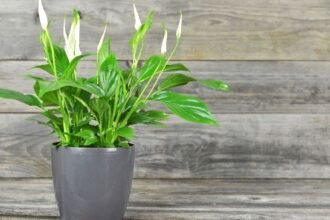 Egy zöld levelekkel teli szobanövény, szép virágokkal, szürke cserépben.