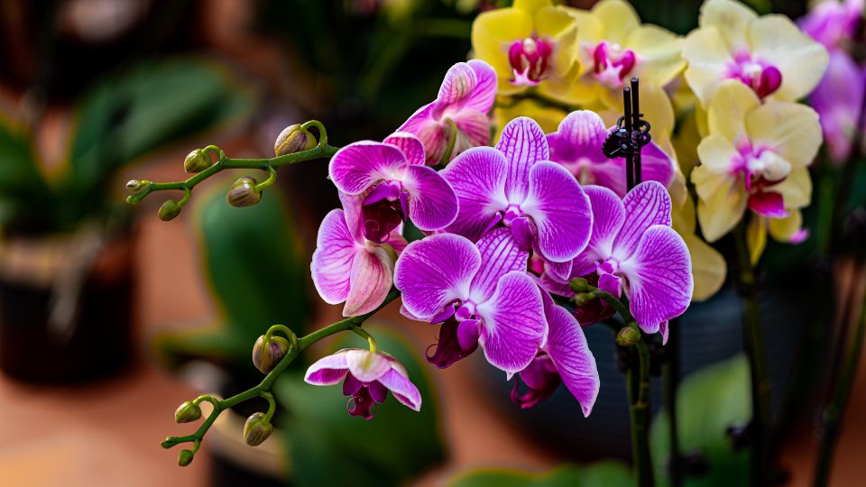 viragos szobanoveny orchidea