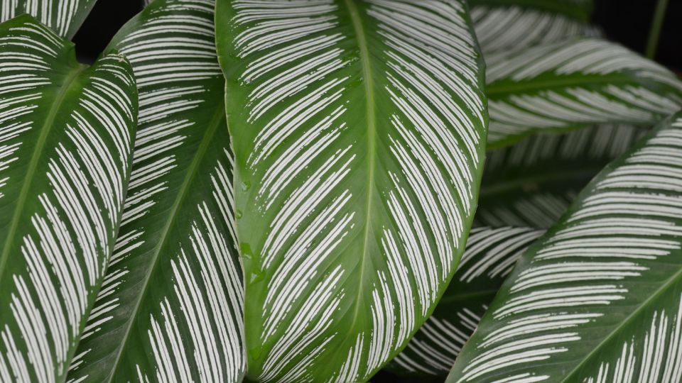 zebralevel Calathea 1