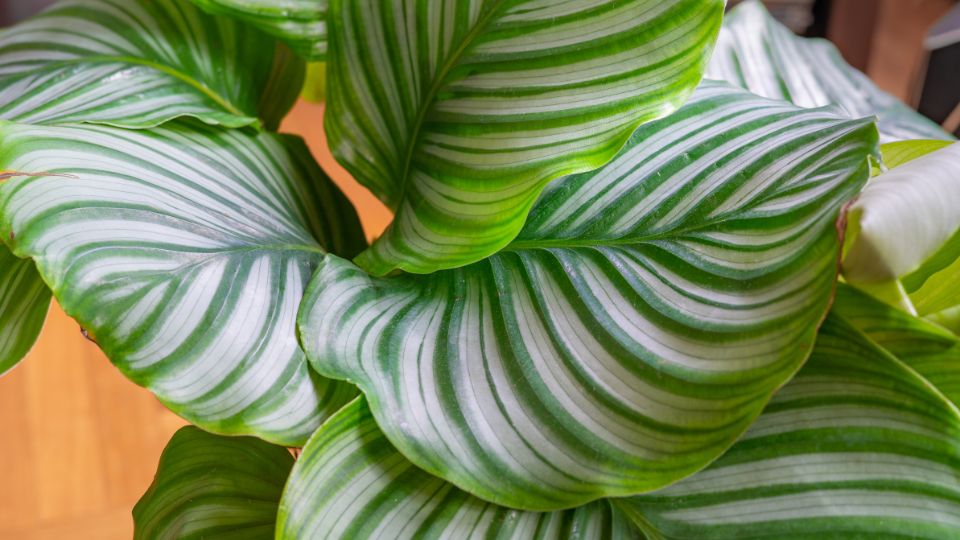 zebralevel Calathea 2