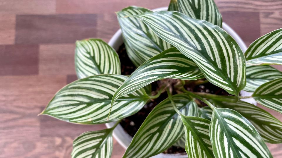 zebralevel Calathea 3