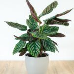 zebralevel Calathea 4