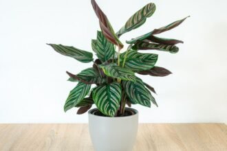 Egy gyönyörű zebralevél növény, sötétzöld és fehér csíkos levelekkel, modern virágcserépben.