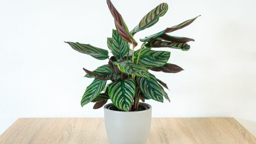zebralevel Calathea 4