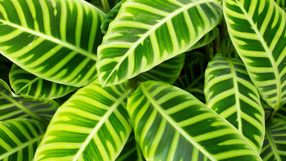 zebralevel Calathea