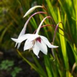 Abesszin kardvirag Gladiolus murielae