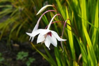 Az Abesszín kardvirág gyönyörű fehér virágai, zöld levelek között.