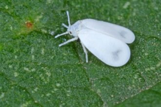 Egy fehér, szárnyas rovar látható egy zöld levélen, amely a kertben él.