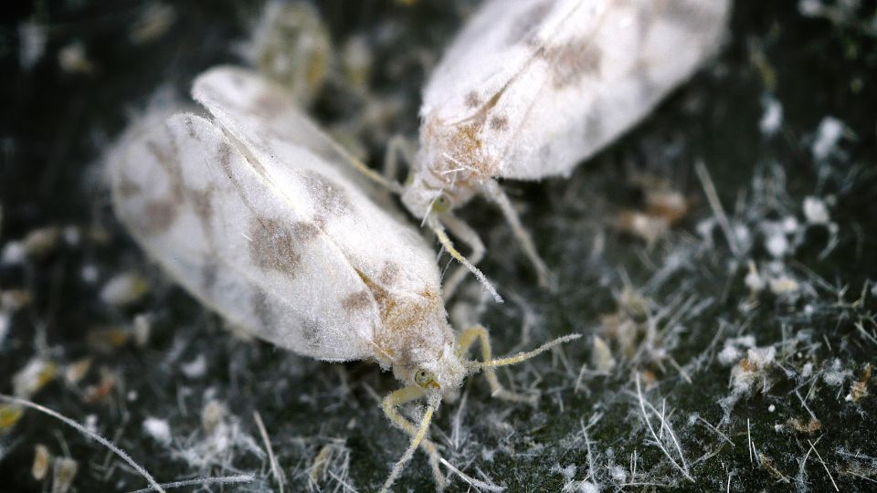 Aleyrodidae
