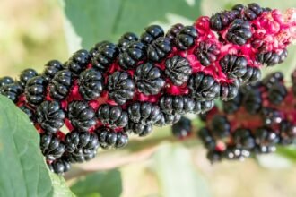 Egy élénkpiros szárú növény, fekete bogyókkal, zöld levelekkel körülvéve.