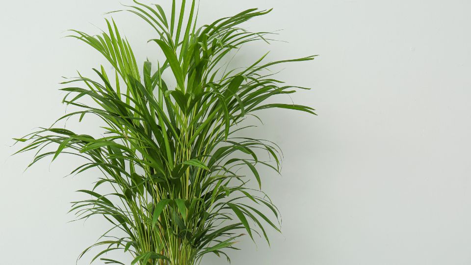 Aranypálma (Dypsis lutescens)