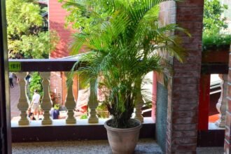 Egy aranypálma díszíti a teraszt, háttérben zöld növényekkel és emberekkel.