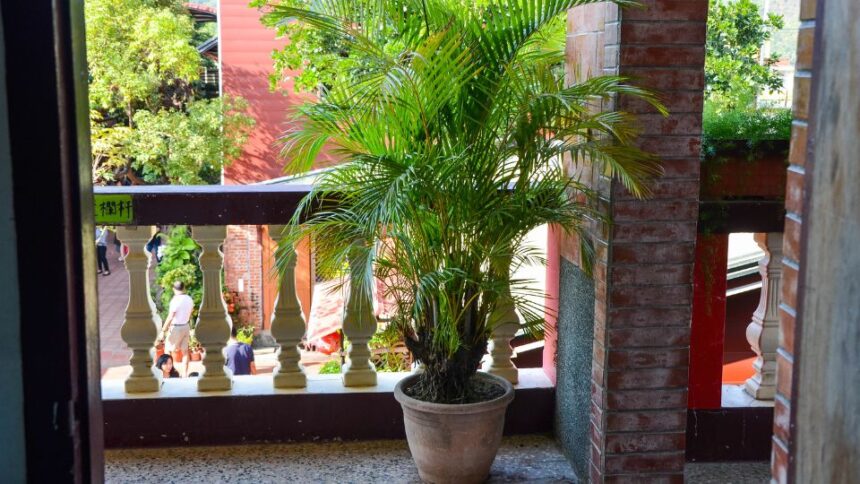 Aranypalma Dypsis lutescens 2