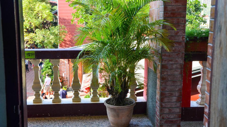Aranypalma Dypsis lutescens 2