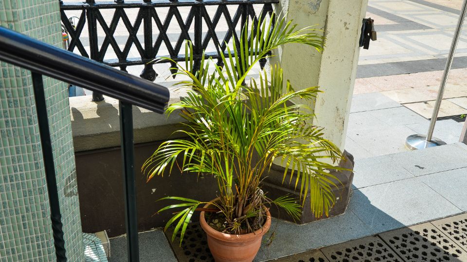 Aranypálma (Dypsis lutescens)